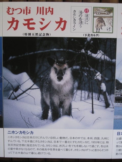 下北半島in上野動物園──北限のサル上京物語_a0188771_22375023.jpg