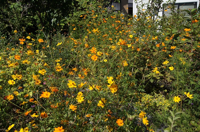 どうしようもなく黄花コスモス畑_e0181373_19362420.jpg