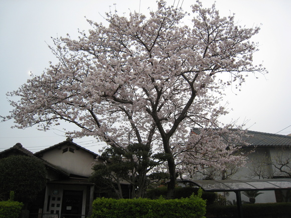 彼岸花_e0221583_1332750.jpg