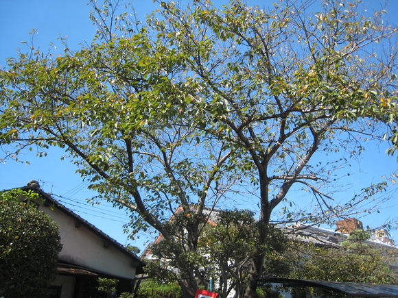 彼岸花_e0221583_13352188.jpg