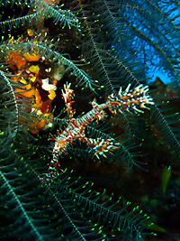 魚に好かれる??_f0144385_2244147.jpg