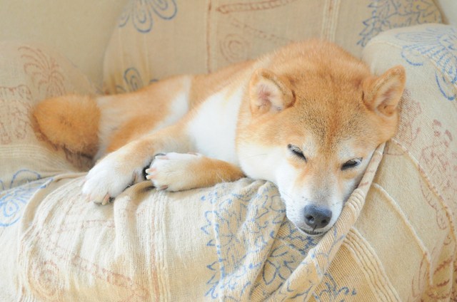 腑抜けな私_a0126590_995441.jpg