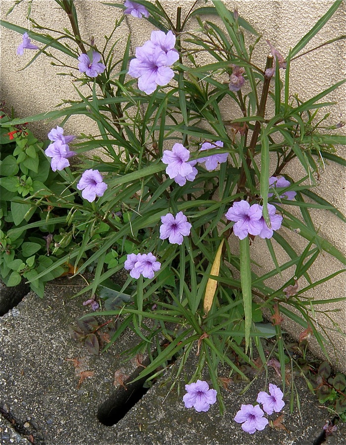 花弁の皺がおもしろい ヤナギバルイラソウ 楽餓鬼 花弁の皺がおもしろい ヤナギバルイラソウ 楽餓鬼