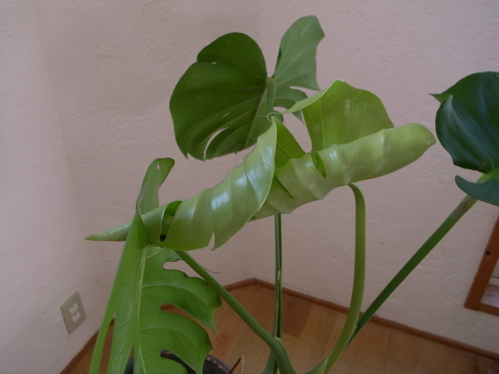 c0167798_10151934.jpg