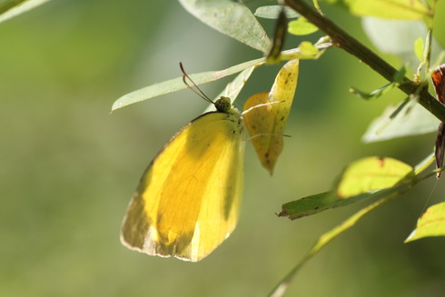 埼玉中部　　　　　　クロコノマチョウの幼虫他2011/09/24_d0251807_2137034.jpg