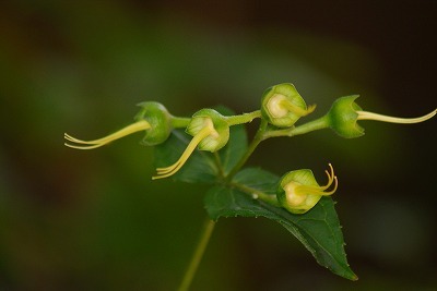 f0170524_173228.jpg