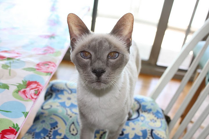 ココアの写真_f0095325_12564057.jpg