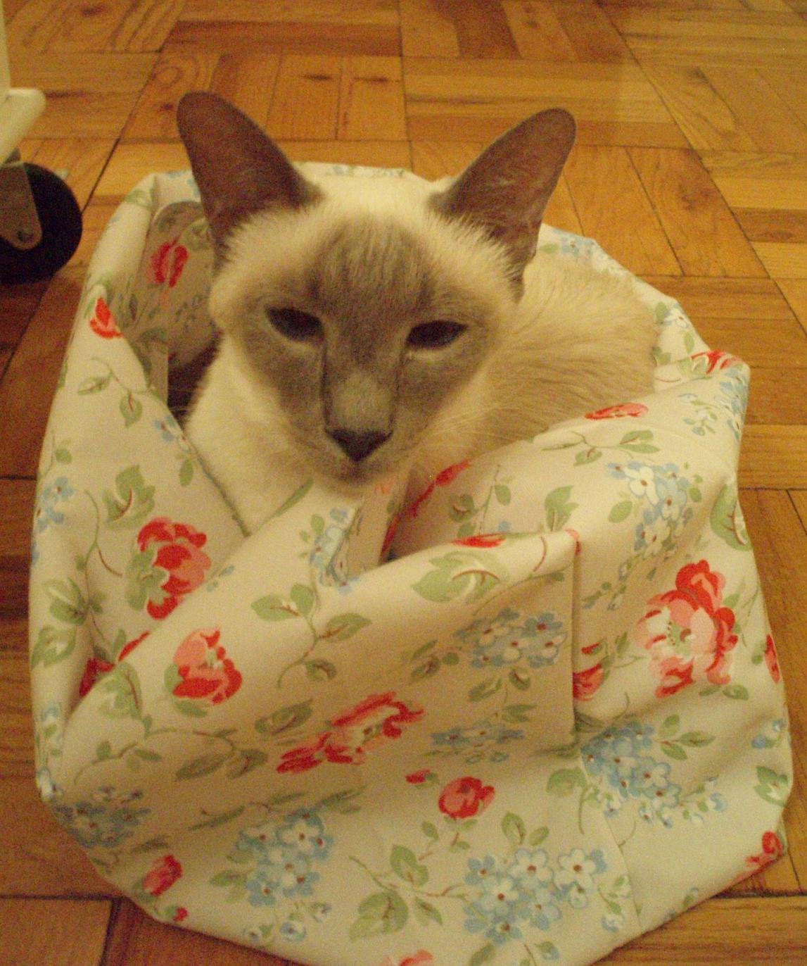 ココアの写真_f0095325_12571592.jpg