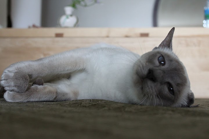 ココアの写真_f0095325_12582240.jpg