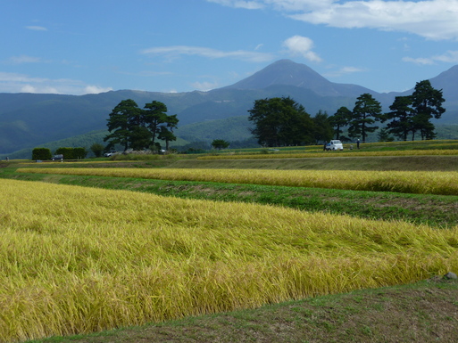 蓼科山をバックに、稲刈り_d0170835_19343210.jpg