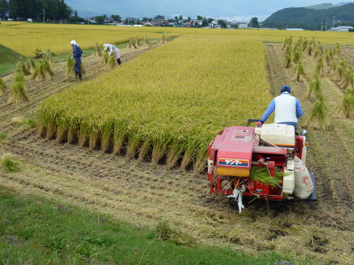 蓼科山をバックに、稲刈り_d0170835_19351296.jpg