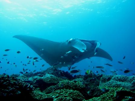 PERFECT DIVE!!!_a0189838_145563.jpg