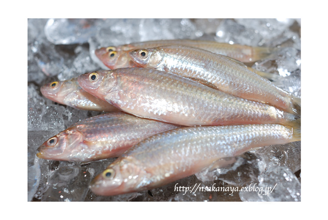 ホンモロコ モロコ 琵琶湖名物 こりゃ旨い 魚屋三代目日記