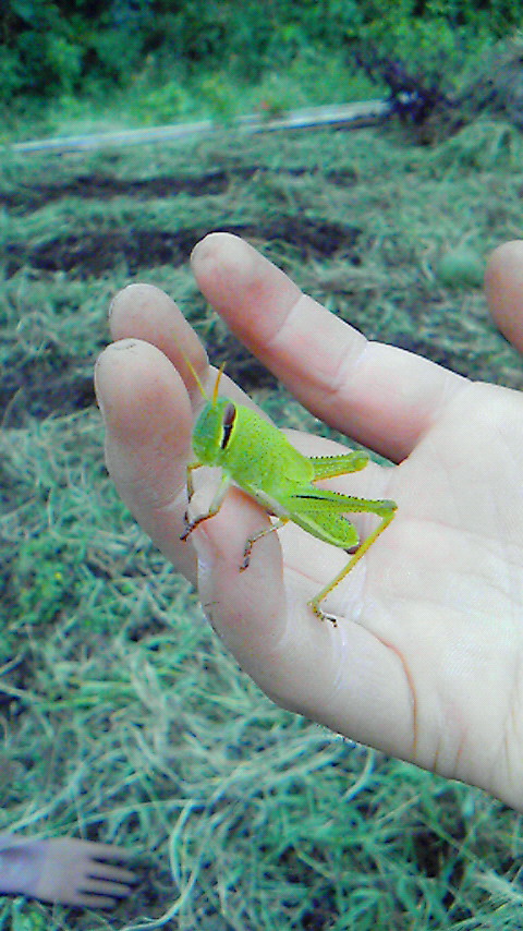 ずいぶん慣れたバッタ_d0095939_14484262.jpg