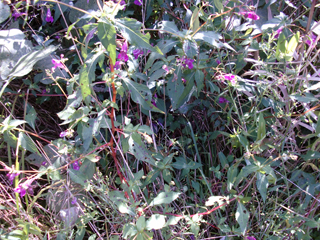e0110940_20334512.jpg