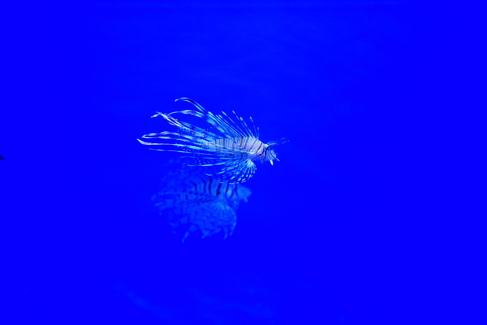 アクアワールド大洗水族館_e0121040_18151433.jpg