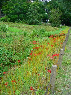 2011の曼珠沙華　と　深大寺蕎麦_f0130642_1444230.jpg