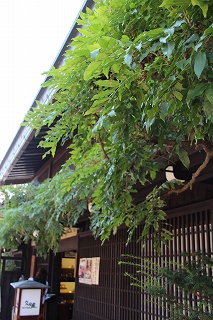e0184251_810932.jpg