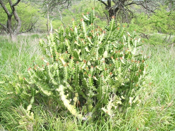 e0138560_930932.jpg