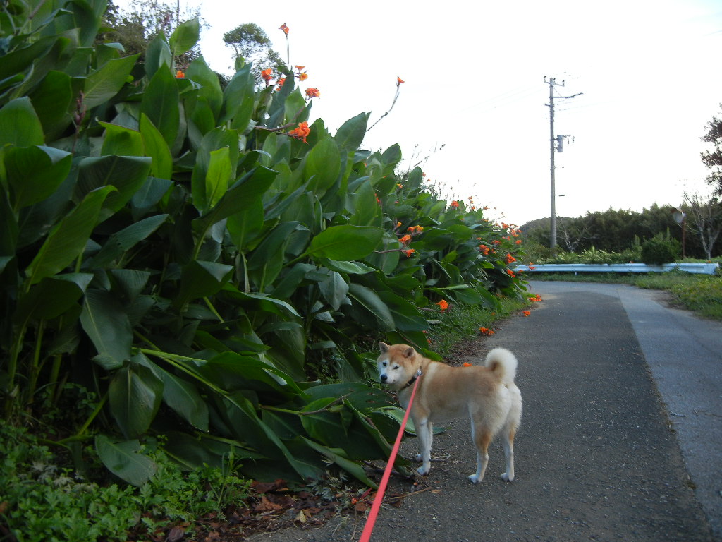 2011年9月25日(日)もうすっかり秋!_f0060461_1244944.jpg