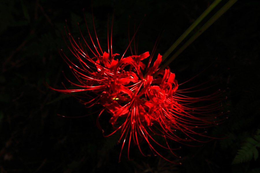 c0220463_0255564.jpg