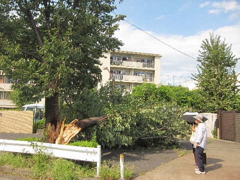 嵐の川を見に行って亡くなる人の人間学_b0141773_137056.jpg