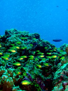 暖かい海でカラフルな魚と!_f0144385_205295.jpg