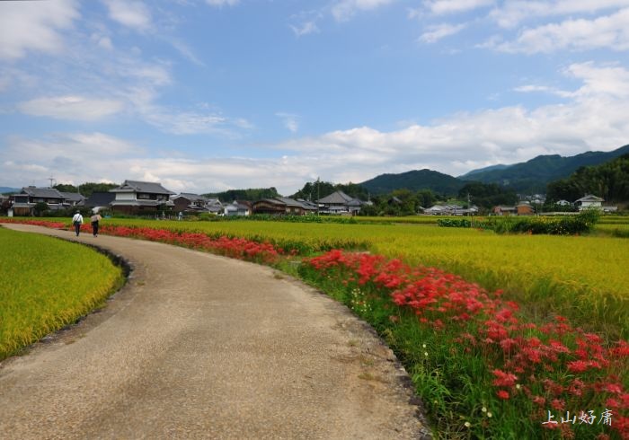 飛鳥京辺りの彼岸花_e0092186_2236830.jpg