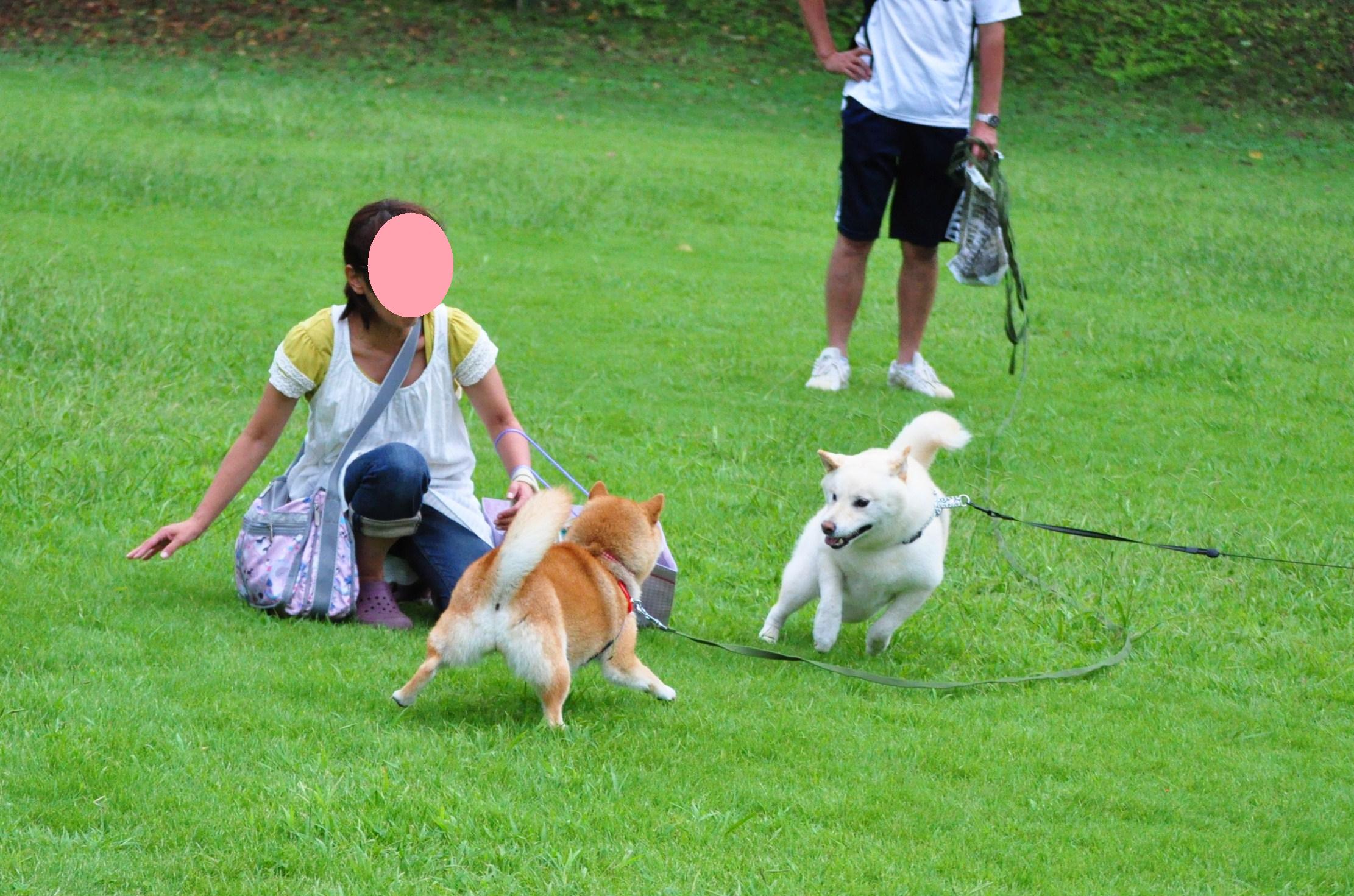 こてつ君のワザ_a0126590_1256445.jpg