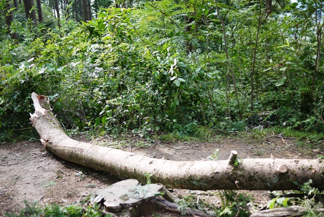 a0127090_12475028.jpg