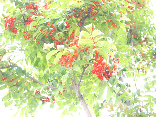 Japanese Rowan*°_d0114893_704691.jpg