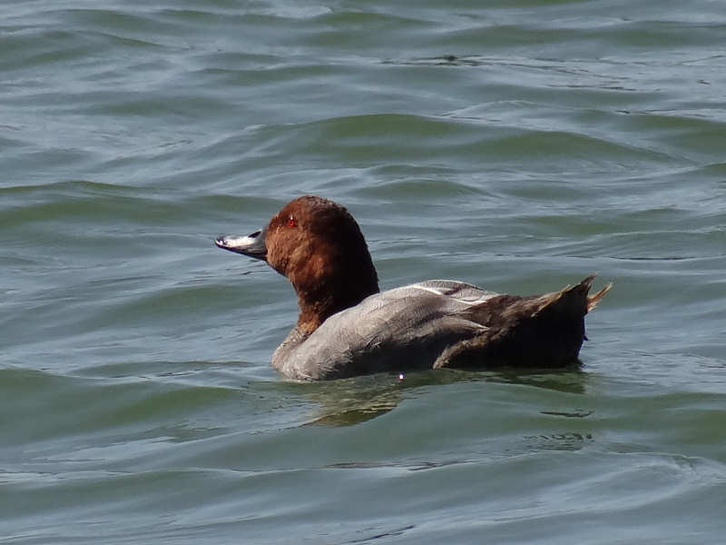 ホシハジロ（大濠公園 2011/09/06撮影）_f0204094_23585054.jpg