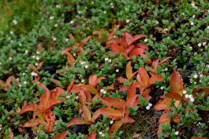 大雪連峰・旭岳　　2011・9・27（火）_f0041606_973439.jpg