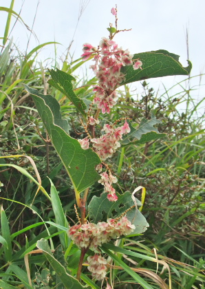 f0218012_2128019.jpg