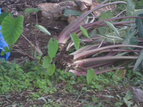 e0211513_0135334.jpg