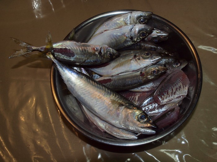 今日の夫の釣果_c0116915_0172727.jpg