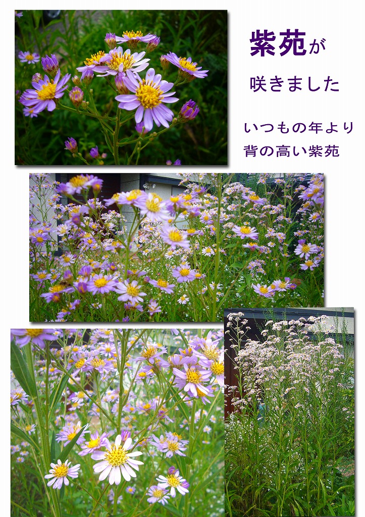 今年も何事もなかったように紫苑の花が一面に咲きました_e0092118_10172817.jpg