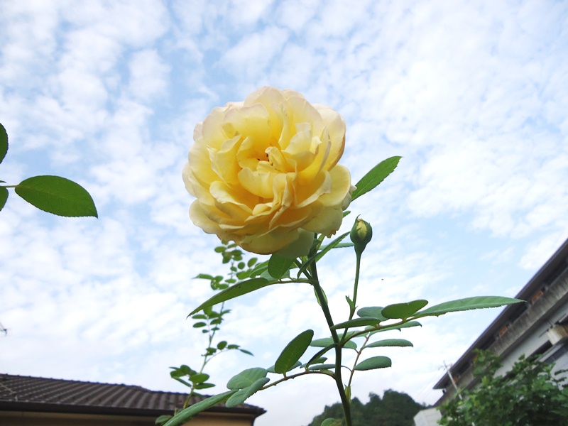 d0096422_828142.jpg