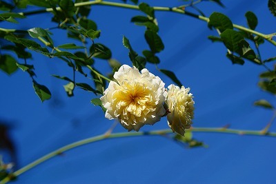 f0170524_200252.jpg