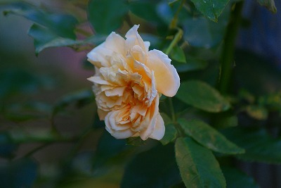 f0170524_20121264.jpg