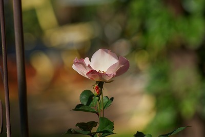 f0170524_20124951.jpg