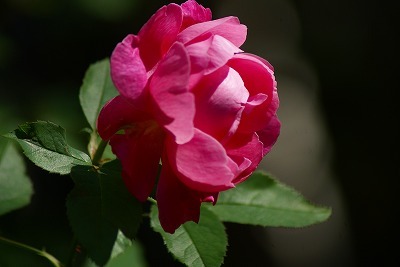 f0170524_2064954.jpg