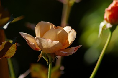 f0170524_2084497.jpg