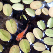d0048332_9351785.gif