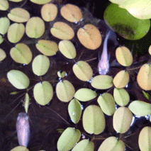 d0048332_935515.gif
