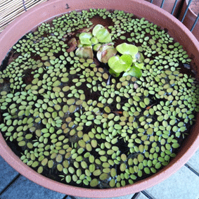 d0048332_9405155.gif