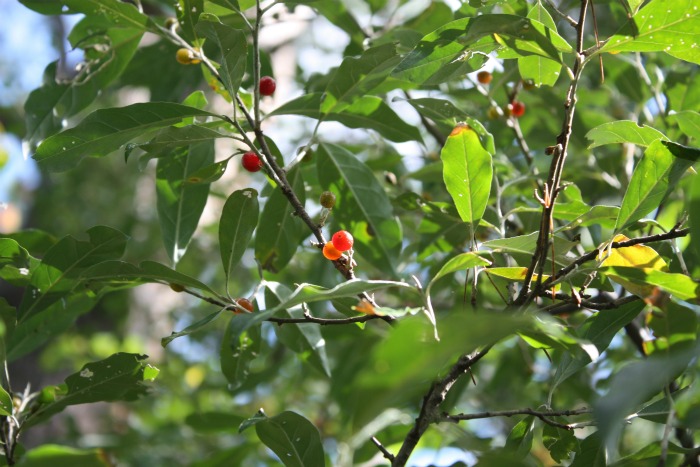 c0178336_1042592.jpg