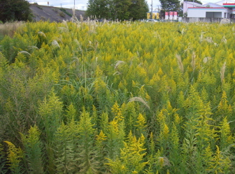 c0205840_10323030.jpg