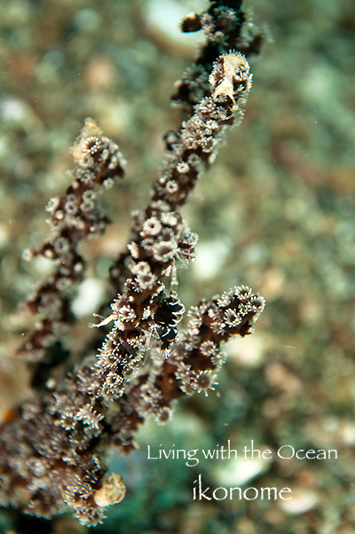 e0075145_7462872.jpg