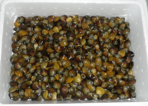筑後川のシジミ Beachmollusc ひむかのハマグリ